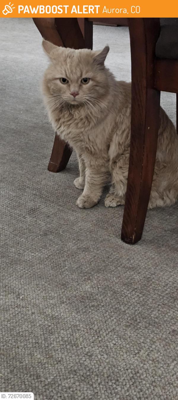 Found/Stray Unknown Cat last seen Iliff and Buckley, Aurora, CO 80013