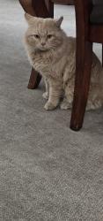 Found/Stray Unknown Cat last seen Iliff and Buckley, Aurora, CO 80013