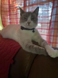 Lost Female Cat last seen Near s Atlantic Ave , Compton, CA 90221