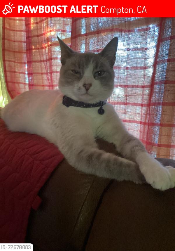 Lost Female Cat last seen Near s Atlantic Ave , Compton, CA 90221