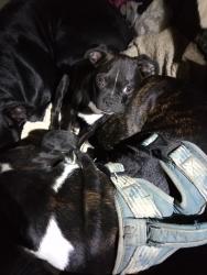 Lost Male Dog last seen Derreck lane Oroville ca, Butte County, CA 95965