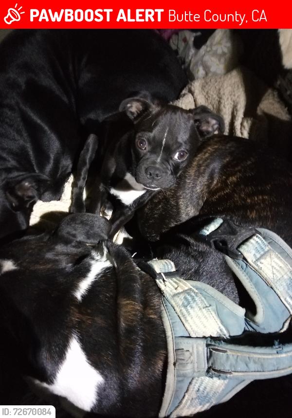 Lost Male Dog last seen Derreck lane Oroville ca, Butte County, CA 95965