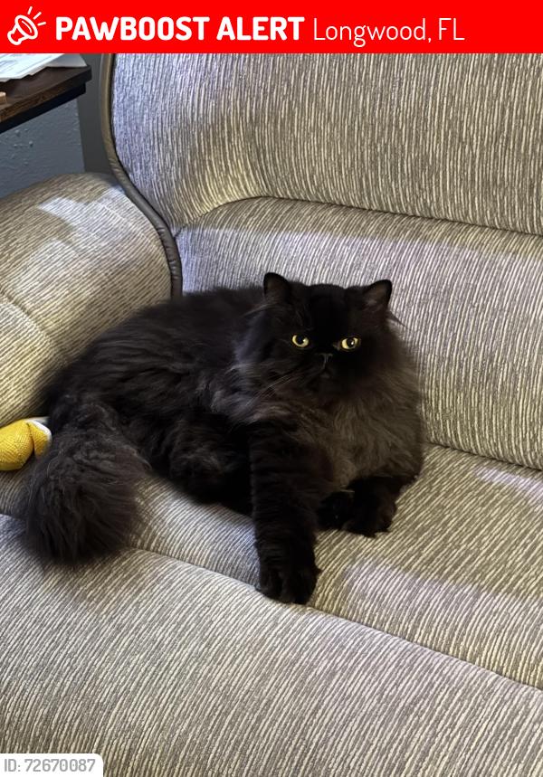 Lost Male Cat last seen Lake lane and Howard blvd, Longwood, FL 32750