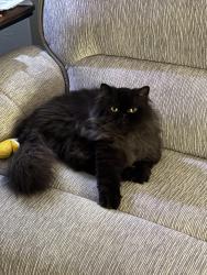 Lost Male Cat last seen Lake lane and Howard blvd, Longwood, FL 32750