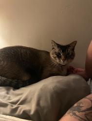 Lost Male Cat last seen Near qt, Tulsa, OK 74145