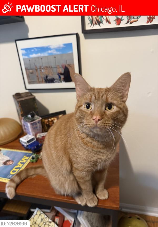 Lost Male Cat last seen Sheffield & Wolfram, Chicago, IL 60657
