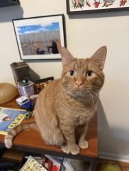 Lost Male Cat last seen Sheffield & Wolfram, Chicago, IL 60657
