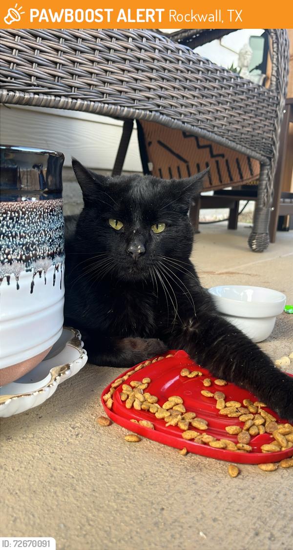 Found/Stray Unknown Cat last seen On my back porch of my  near Waxberry Dr Fate TX, Rockwall, TX 75087