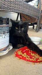 Found/Stray Unknown Cat last seen On my back porch of my  near Waxberry Dr Fate TX, Rockwall, TX 75087