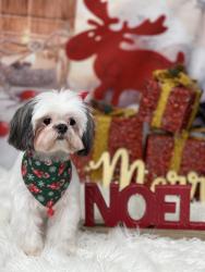 Lost Female Dog last seen Memorial hwy , Tampa, FL 33615