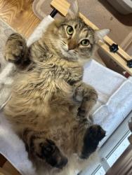 Lost Female Cat last seen Lakewood and Pineview, Greenville, NC 27834