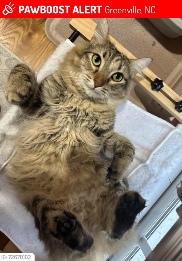 Lost Female Cat last seen Lakewood and Pineview, Greenville, NC 27834