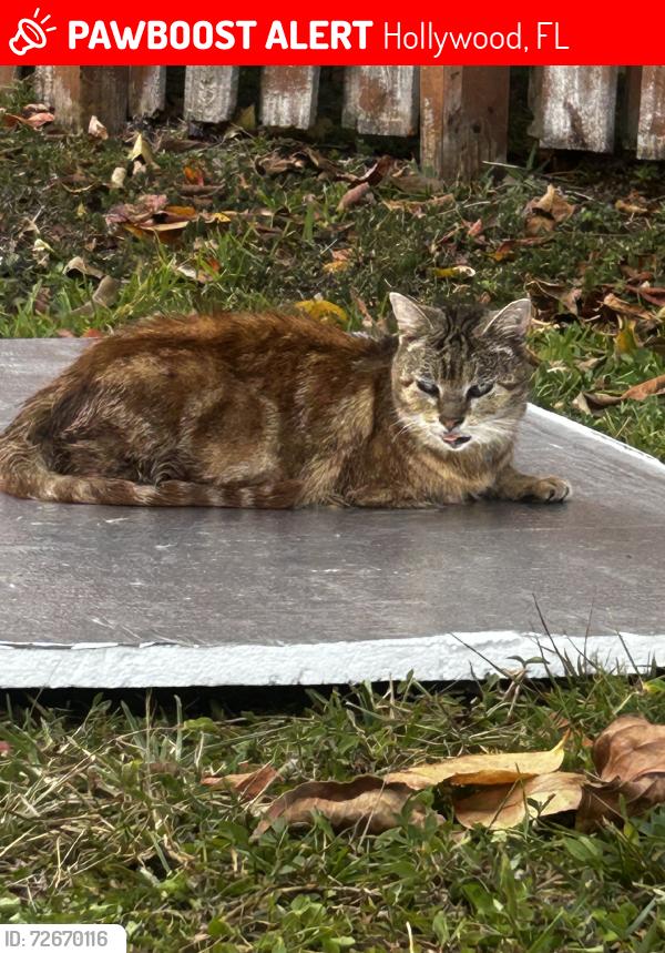 Lost Male Cat last seen N 52nd Ave  and 36 street, Hollywood, FL 33021