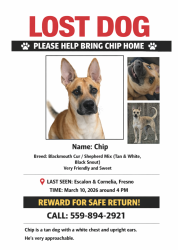Lost Male Dog last seen Escalon and Cornelia, Fresno , Fresno, CA 93722
