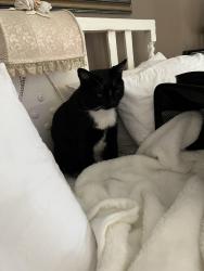 Found/Stray Male Cat last seen Near Slauson , Los Angeles County, CA 90001