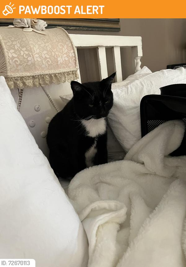 Found/Stray Male Cat last seen Near Slauson , Los Angeles County, CA 90001
