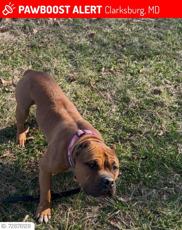 Lost Male Dog last seen Little Bennett park, Clarksburg, MD 20871