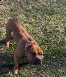 Lost Male Dog last seen Little Bennett park, Clarksburg, MD 20871