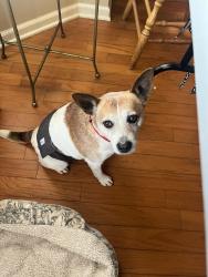 Found/Stray Male Dog last seen Percy Priest Lake area, Nashville, TN 37013