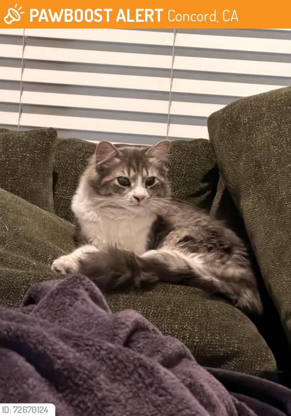Found/Stray Unknown Cat last seen Todos Santos Park, Concord, CA 94520