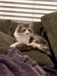 Found/Stray Unknown Cat last seen Todos Santos Park, Concord, CA 94520
