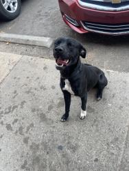 Found/Stray Male Dog last seen Near East Lincoln Street, Wichita, Ks 67218, Wichita, KS 67218