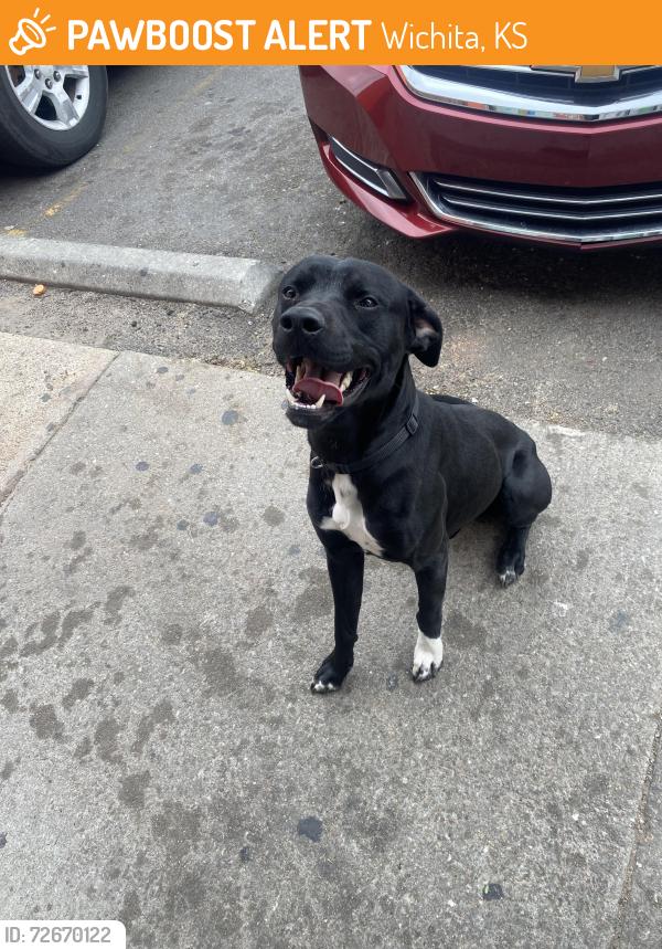 Found/Stray Male Dog last seen Near East Lincoln Street, Wichita, Ks 67218, Wichita, KS 67218