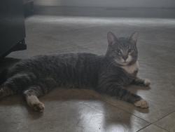 Found/Stray Male Cat last seen Harford Circle, Roanoke, VA 24012