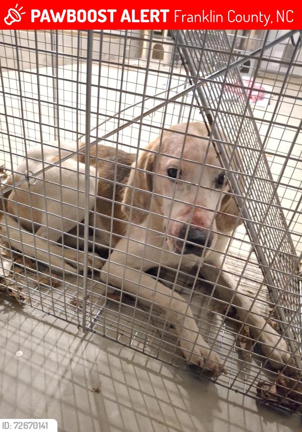 Lost Male Dog last seen Pearces, Franklin County, NC 27597