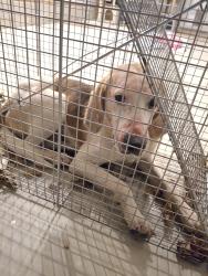 Lost Male Dog last seen Pearces, Franklin County, NC 27597
