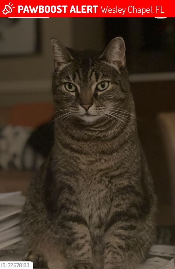 Lost Female Cat last seen Kelmin Terrace , Wesley Chapel, FL 33543