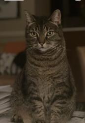Lost Female Cat last seen Kelmin Terrace , Wesley Chapel, FL 33543