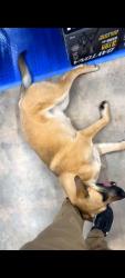 Found/Stray Female Dog last seen Harbor Freight 1105 Garth Brooks Ave, Yukon, OK 73099