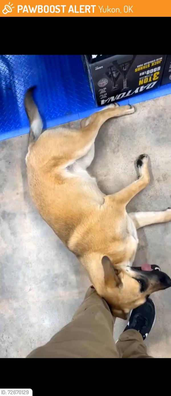Found/Stray Female Dog last seen Harbor Freight 1105 Garth Brooks Ave, Yukon, OK 73099