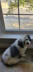 Lost Male Dog last seen Sierra Springs Sq, Leesburg, Va. 20176, Leesburg, VA 20176