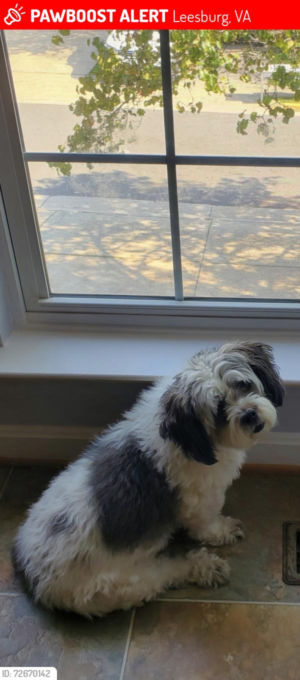 Lost Male Dog last seen Sierra Springs Sq, Leesburg, Va. 20176, Leesburg, VA 20176