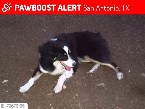 Lost Female Dog last seen Wooded area just NW of intersection of Preston Hollow & Thousand Oaks., San Antonio, TX 78247