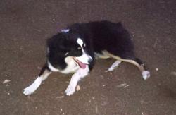 Lost Female Dog last seen Wooded area just NW of intersection of Preston Hollow & Thousand Oaks., San Antonio, TX 78247