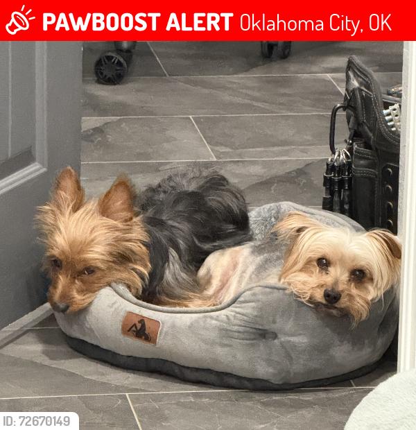 Lost Female Dog last seen sw 45th & villa, Oklahoma City, OK 73119