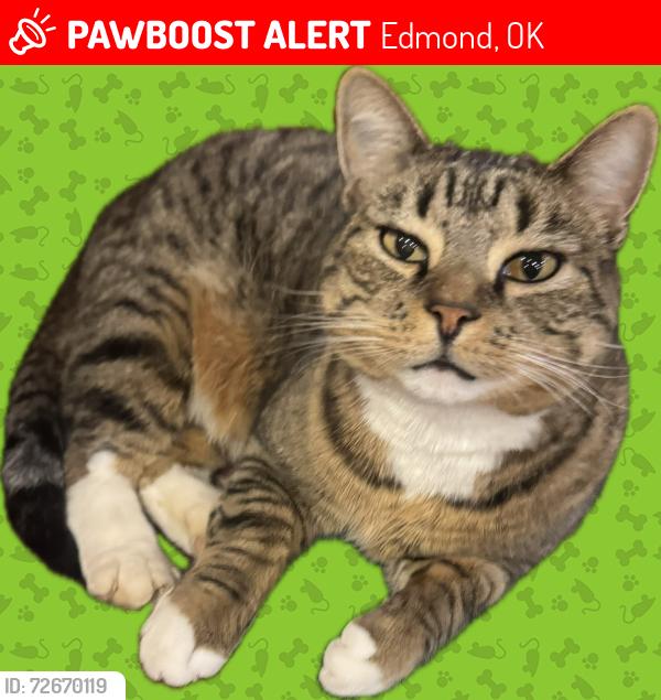 Lost Male Cat last seen Pont Neuf Ct.   Twin Bridges gated area, Edmond, OK 73034