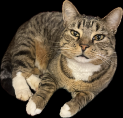 Lost Male Cat last seen Pont Neuf Ct.   Twin Bridges gated area, Edmond, OK 73034