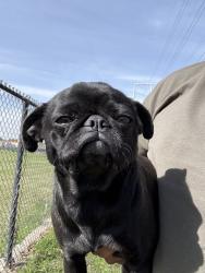 Found/Stray Unknown Dog last seen Arkansas and browning, Arlington, TX 76012