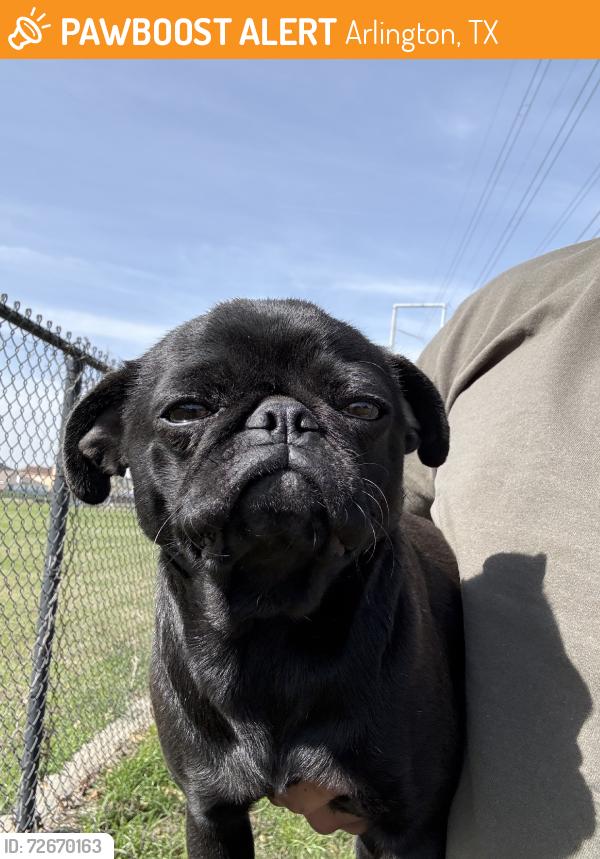 Found/Stray Unknown Dog last seen Arkansas and browning, Arlington, TX 76012