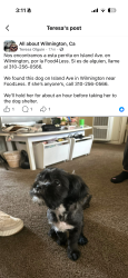 Found/Stray Unknown Dog last seen Island strret, Los Angeles, CA 90744