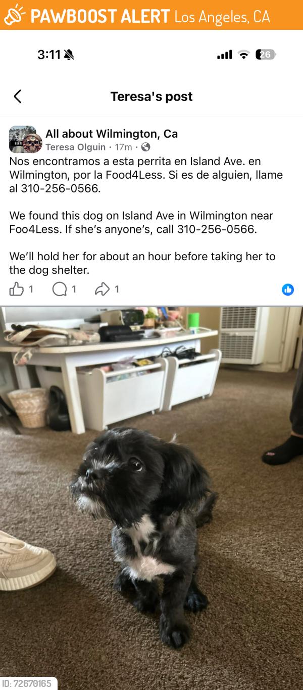 Found/Stray Unknown Dog last seen Island strret, Los Angeles, CA 90744