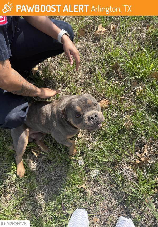 Found/Stray Unknown Dog last seen Arkansas and browning, Arlington, TX 76012