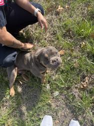 Found/Stray Unknown Dog last seen Arkansas and browning, Arlington, TX 76012