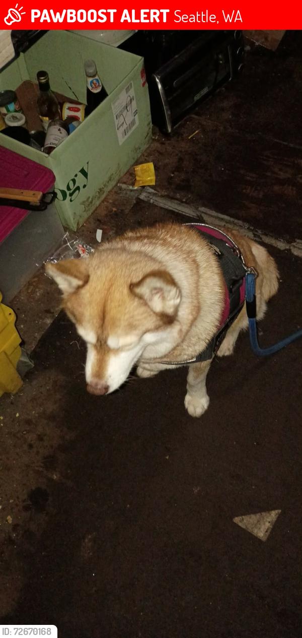 Lost Female Dog last seen Western Ave & Virginia, Seattle, WA 98121