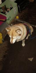 Lost Female Dog last seen Western Ave & Virginia, Seattle, WA 98121