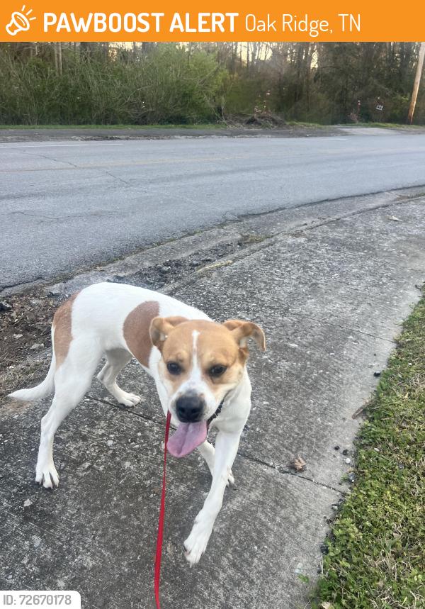 Found/Stray Female Dog last seen Glenwood Elementary, Oak Ridge, TN 37830